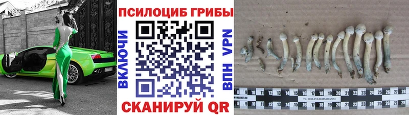 что такое   Брюховецкая  Псилоцибиновые грибы Cubensis 